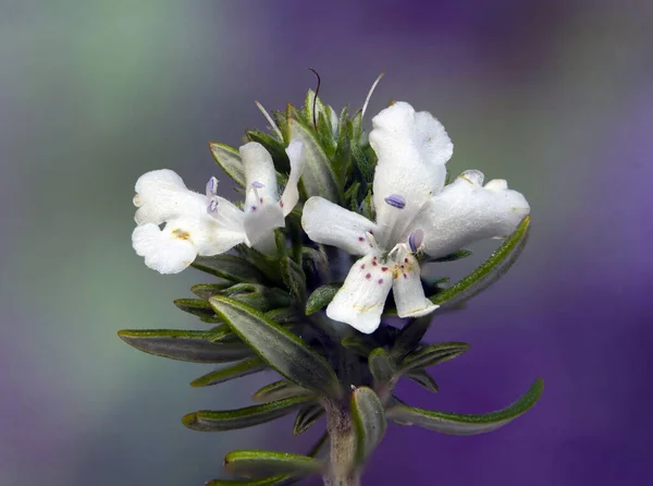 Macro Westringia Fruticosa Falso Rosmarino Australiano — Foto de Stock