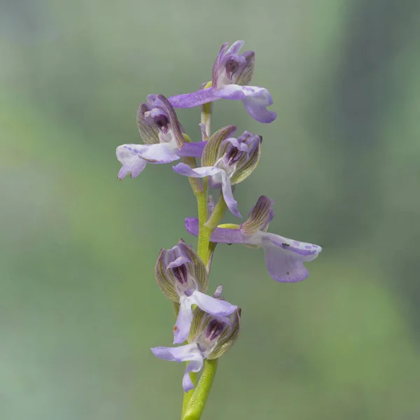 Macrofoto Orchidea Selvatica Anacamptis Morio — Foto de Stock