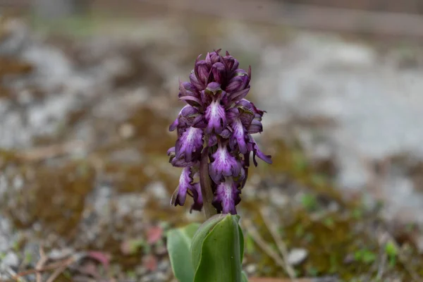 Foto makro di orchidea selvatica detta barlia