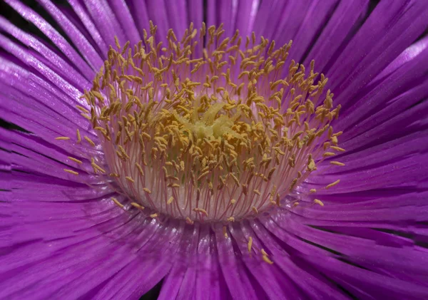 particolare del fiore di carpobrotus edulis