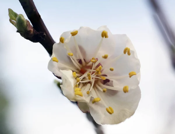 Foto makro di fiore di ciliegio nel giardino