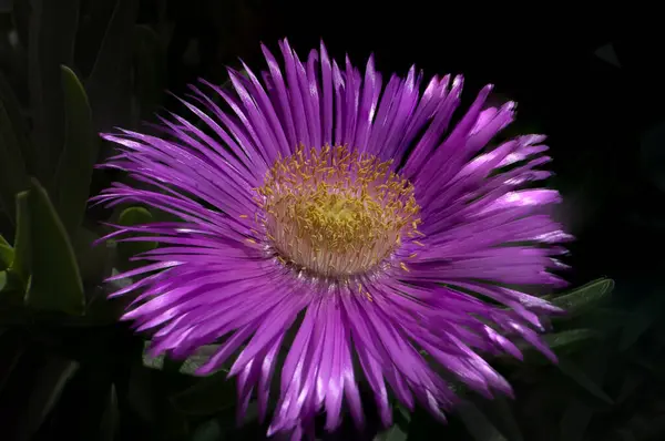 Fiore spontane carpobrotus edulis