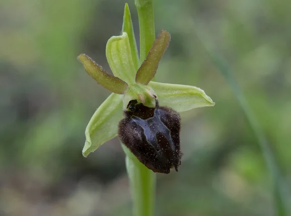 Orquídea Spontanea Ophrys Incubacea — Foto de Stock