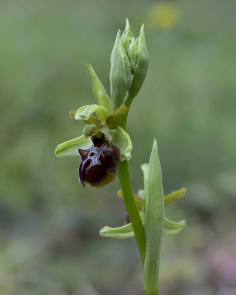 makro di orchidea selvatica ophrys incubacea