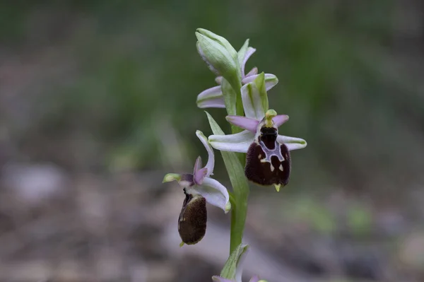 Foto Macro Una Orchidea Spontanea Ophrys Incubacea — Foto de Stock