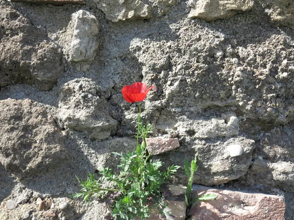 muro con papavero comune in primo piano su muro di cinta in pietra