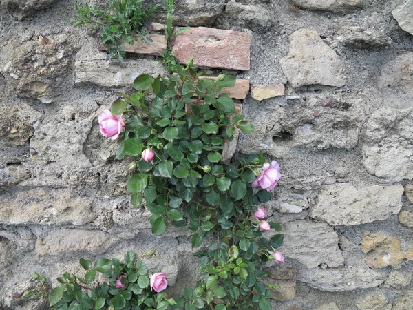 Pietra 'daki Rose Rosa Su Muro.