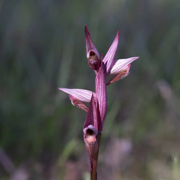 大型兰花 Macro Orchidea Spontanea Serapias Parviflora 免版税图库图片