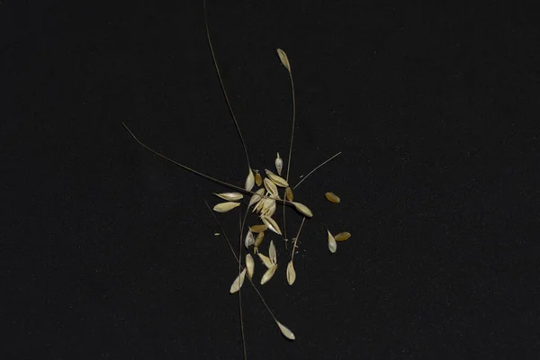 chicchi di farro con crusca