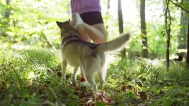 Genç bir kadın ormanda Sibirya köpeğiyle oynuyor.