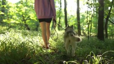 Genç bir kadın ormanda Sibirya köpeğiyle oynuyor.