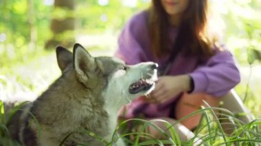 Genç bir kadın ormanda Sibirya köpeğiyle oynuyor.