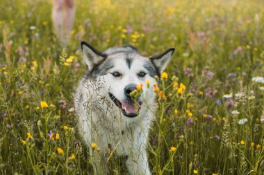 Siyah ve beyaz Sibirya köpeği parkta yürüyor.