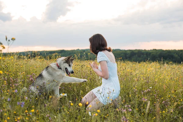 young cheerful woman in field with siberian husky dog