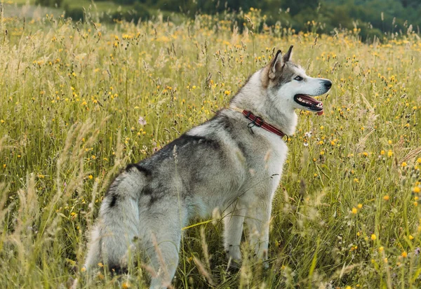 Černý Bílý Sibiřský Husky Pes Procházky Parku — Stock fotografie