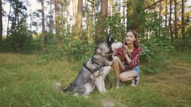 Slow Motion Shot Teenage Girl Playing Having Fun Her Siberian — Vídeos de Stock