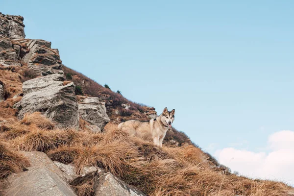 Vacker Sibirisk Husky Hund Bergen — Stockfoto