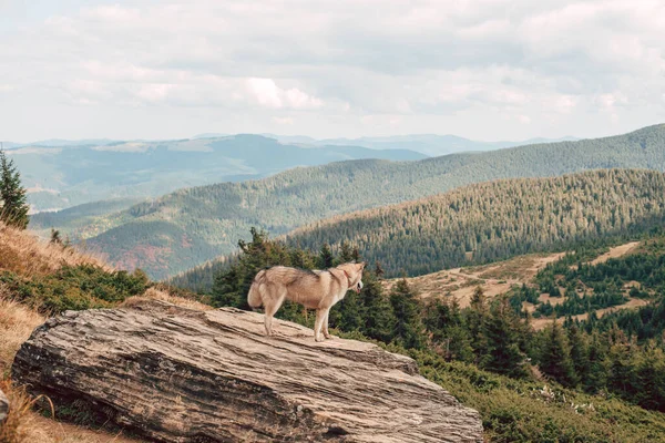 Hermoso Perro Husky Siberiano Las Montañas — Foto de Stock