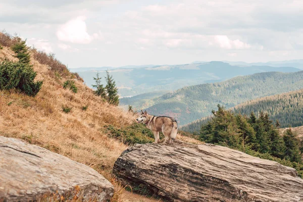 Hermoso Perro Husky Siberiano Las Montañas — Foto de Stock