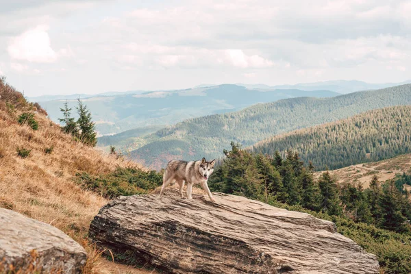 Krásný Sibiřský Husky Pes Horách — Stock fotografie