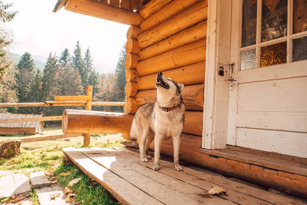 Perro Husky Siberiano Aullido Cerca Vieja Casa Madera Las Montañas — Foto de Stock