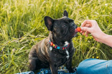 Yeşil alan arka planında köpek portresi 