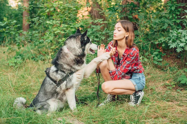 Дівчина Підліток Грає Розважається Своїм Сестринським Хаскі Собакою Дівчина Собакою — стокове фото