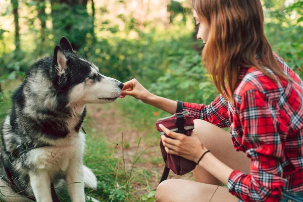 Tinédzser Lány Játszik Szórakozik Szibériai Husky Kutyájával Lány Kutyával Erdőben — Stock Fotó