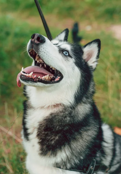 Lindo Retrato Husky Siberiano Perro Feliz Aire Libre —  Fotos de Stock