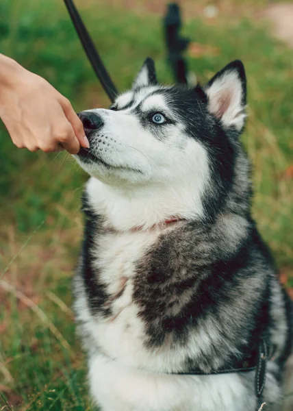 Niedliche Siberian Husky Porträt Glücklicher Hund Freien — Stockfoto