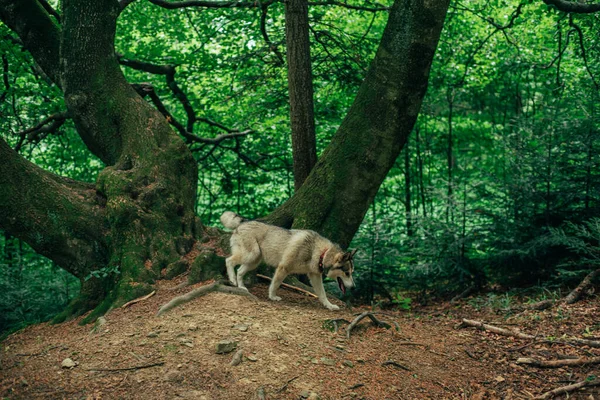 Roztomilý Alaskan Malamute Pes Letním Lese — Stock fotografie