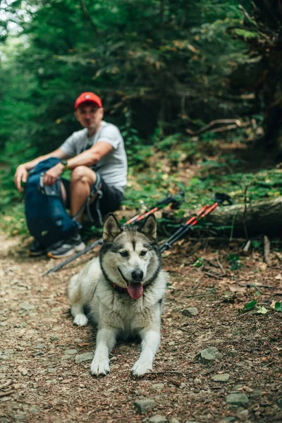 Homem Caminhante Com Cão Malamute Alasca Livre Nas Montanhas Viajar — Fotografia de Stock