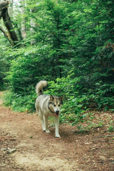 Cute Alaskan Malamute Dog Summer Forest — Stock Photo, Image