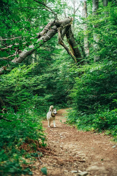 Χαριτωμένο Σκυλί Malamute Αλάσκα Στο Δάσος Του Καλοκαιριού — Φωτογραφία Αρχείου