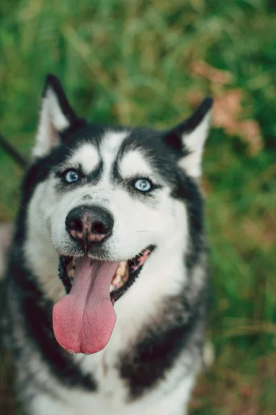 Bonito Retrato Husky Siberiano Cão Feliz Livre Fotografia De Stock