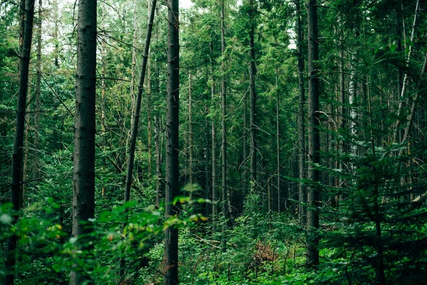 Vacker Utsikt Över Skogen Sommaren Stockbild