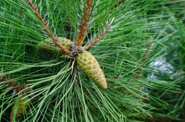 Kozalaklı ağaç. Spruce koniler. Çam kozalakları. Noel ağacı. İğneler.