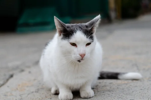 発見された通りの猫が歩いている 野良猫 徹底した飼育ペット — ストック写真