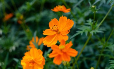 Bahar çiçekleri. Çiçekli yatak. Turuncu papatya çayı.