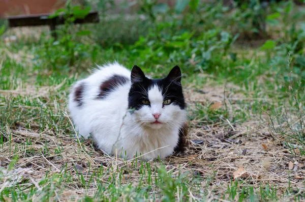 Γάτα Που Εντοπίστηκε Στο Δρόμο Περπατάει Ένα Περιπλανώμενο Κατοικίδιο Καθαρόαιμη — Φωτογραφία Αρχείου