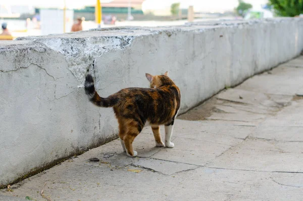 Street Spotted Cat Walking Wandering Pet Purebred Cat Street Stock Image