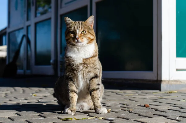 Gri Bir Sokak Kedisi Güneşin Tadını Çıkarıyor Bahçe Kedisi Evcil — Stok fotoğraf