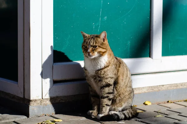 灰色の通りの猫が日光浴をしている ヤード キャット ペット — ストック写真