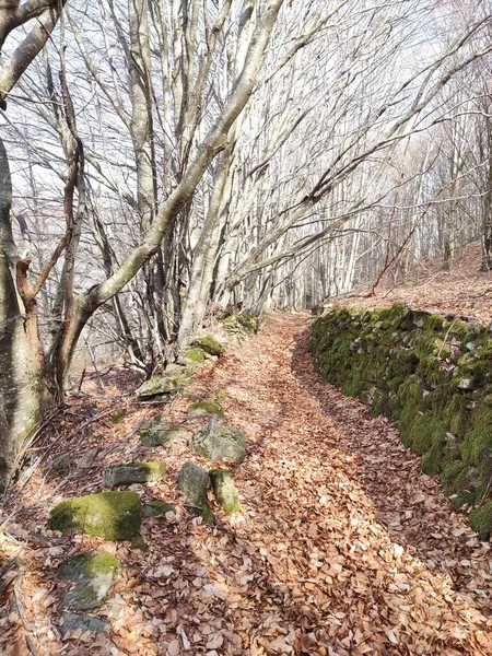 Old Trail in the wood