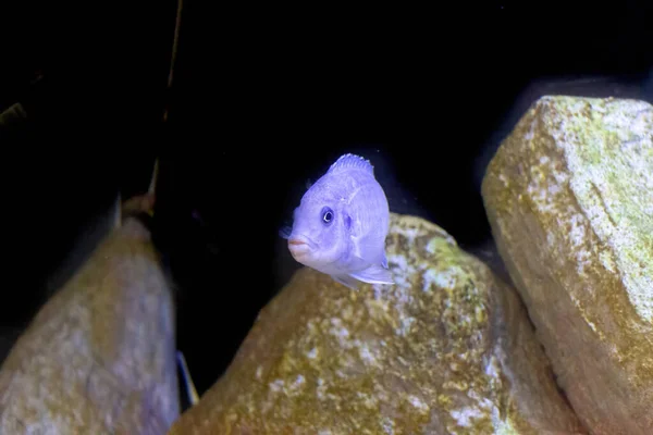 Pindani Pseudotropheus Socolofi Kedigiller Cervidae Familyasından Malawi Gölü Endemik Bir — Stok fotoğraf