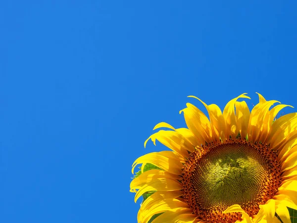 Gökyüzü zemininde ayçiçeği, yazın parlak sarı güneş çiçeği. Bahçedeki ya da tarladaki güzel ayçiçeği kafasının makro görüntüsü. Doğa, petrol ve organik ürün kavramı.