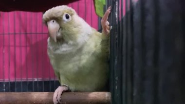 Yeşil yanaklı muhabbet kuşu ya da yeşil yanaklı koni, kafesteki bir dalda poz verir. Tayland 'da popüler bir evcil hayvan..