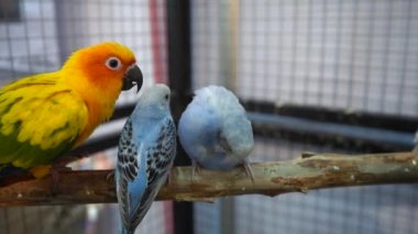 Conures, bir dalda muhabbet kuşunu kovalayarak yürüyor. Tayland 'da popüler bir evcil hayvan..