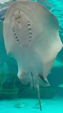 Akvaryumdaki vatoz. Dikey biçim videosu.