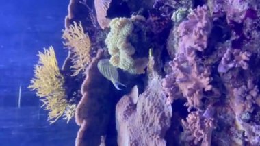 Akvaryumda çeşitli deniz balıkları ve deniz şakayıkları var. Dikey biçim videosu.